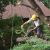 Shady Hills Tree Removal by Freedom Land Services LLC